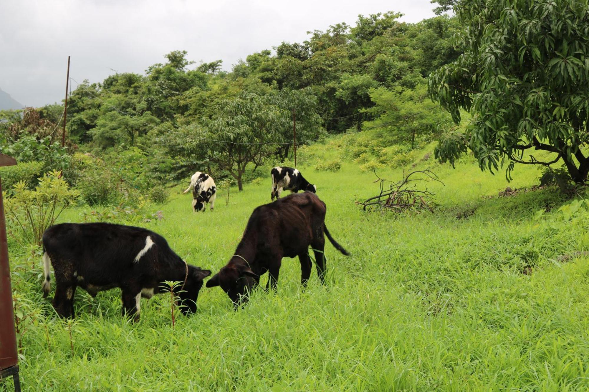Shinde'S Tikona Valley Farm Villa Pune Eksteriør bilde